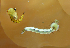 Wyeomyia arthrostigma