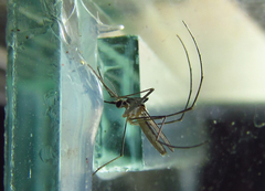 Wyeomyia arthrostigma