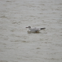 Chroicocephalus ridibundus