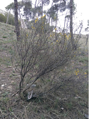 Genista scorpius scorpius