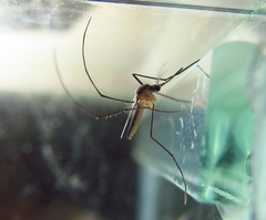 Wyeomyia arthrostigma