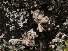 Erythricium aurantiacum