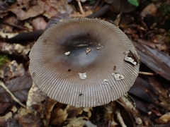 Amanita colombiana