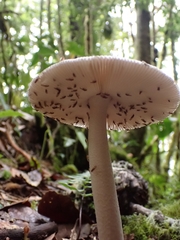 Amanita colombiana