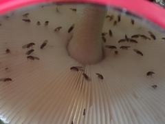 Amanita colombiana