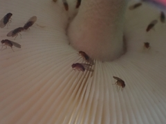 Amanita colombiana