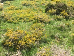 Genista anglica