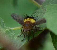Xanthoepalpus bicolor
