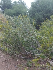 Rhamnus oleoides