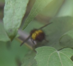 Xanthoepalpus bicolor