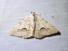 Frederickia s-signata