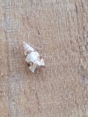 Gymnobathra hamatella