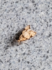 Gymnobathra hamatella