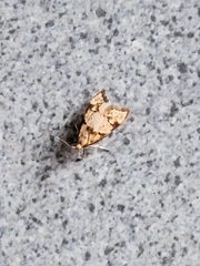 Gymnobathra hamatella