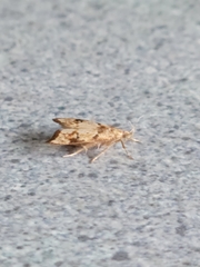 Gymnobathra hamatella