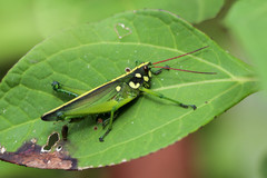 Agriacris