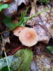 Marasmius cohaerens lachnophyllus