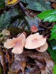Marasmius cohaerens lachnophyllus