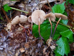 Marasmius cohaerens lachnophyllus
