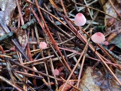 Marasmius pulcherripes