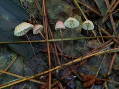 Marasmius pulcherripes