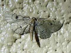 Tornos punctata