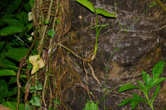 Gonatodes albogularis