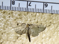 Tornos punctata