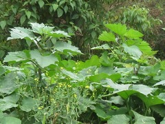 Nicandra physalodes
