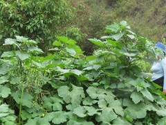Nicandra physalodes
