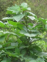 Nicandra physalodes