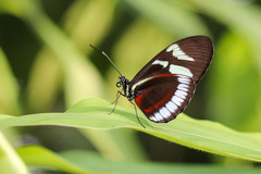 Heliconius cydno