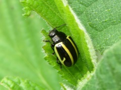 Cosmogramma kinbergi