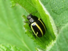 Cosmogramma kinbergi