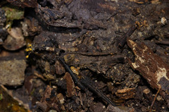 Nasutitermes corniger