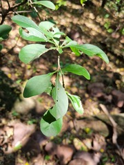 Pavetta gardeniifolia