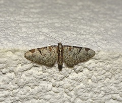 Eupithecia insigniata