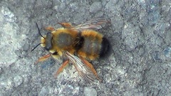 Megachile sicula