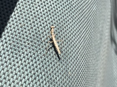 Litaneutria pacifica