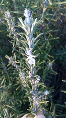 Salvia rosmarinus