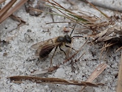 Andrena miserabilis image
