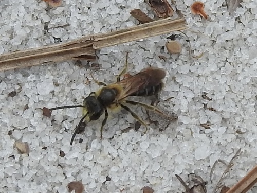 Andrena image