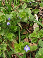 Veronica persica