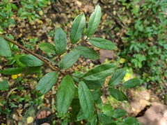 Combretum moggii