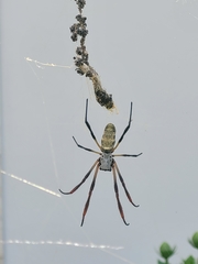Trichonephila sexpunctata