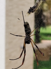 Trichonephila sexpunctata