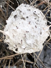 Crematogaster parapilosa