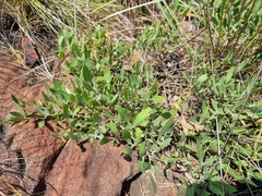 Searsia magalismontana magalismontana