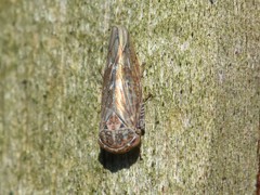 Idiocerus stigmaticalis