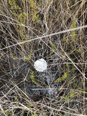 Crematogaster parapilosa